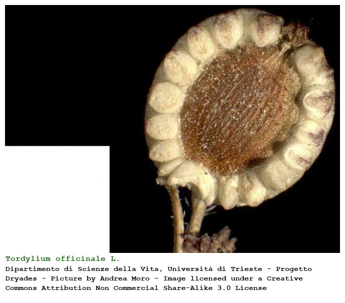 Tordylium officinale L.